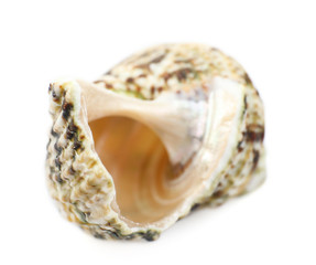 Seashell isolated on white