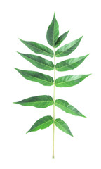 Green brunch on white background isolated