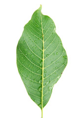 Walnut leaf on white background isolated