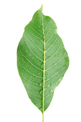 Fototapeta na wymiar Walnut leaf on white background isolated