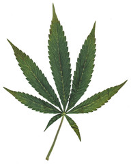 Marijuana Seven Point Pot Leaf