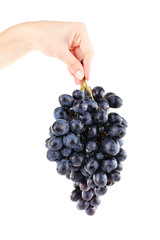 Purple grape in hand isolated on white