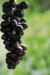Purple grape on natural background
