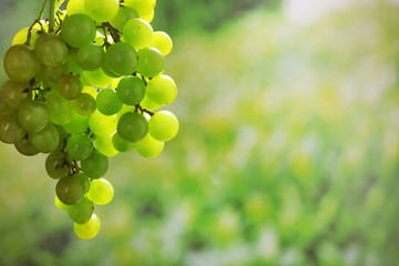 Grape on natural background
