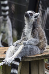 Sitting Ring tailed lemur
