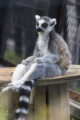Sitting Ring tailed lemur