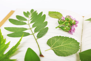 Dry up plants on book isolated on white