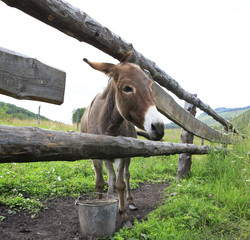 Donkey in the summer aviary.
