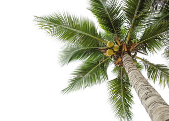 coconut tree on white