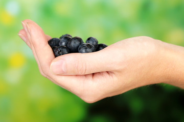 Female hand holding tasty ripe blueberries on nature background