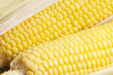Corn cobs (maize)