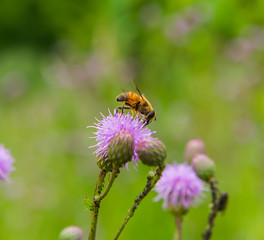 thistle