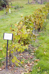 vineyard, Eberbach, Germany