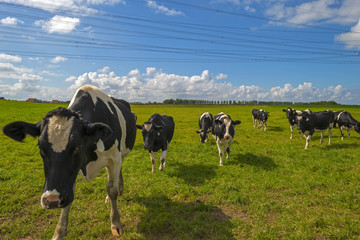 Cows in a meadow in summer