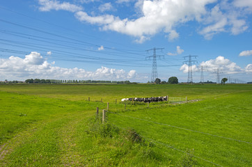 Fototapeta na wymiar Cows in a meadow in summer