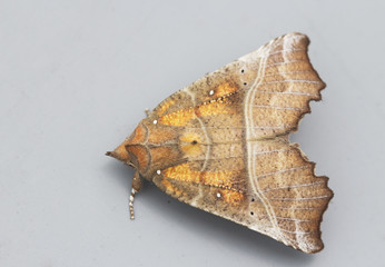 Ночная бабочка  Совка