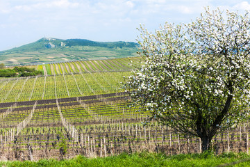 Fototapeta na wymiar spring vineyard, Palava, Czech Republic