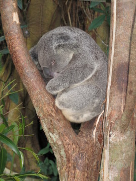 koala beim mittagsschlaf