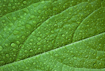 Green leaf, macro