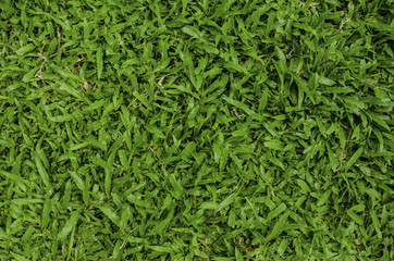 Background of green grass.