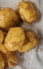 Fresh tasty new potatoes. Selective focus close up