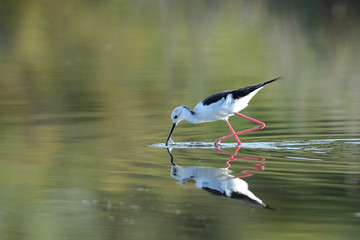 échasse blanche