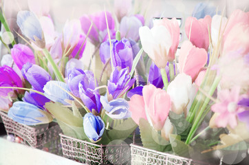 soft focus of Vintage tulip flowers.