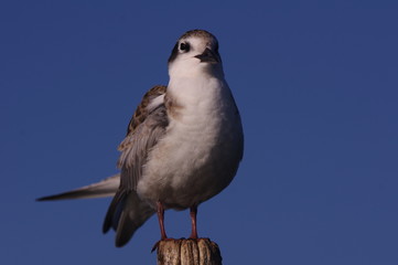 Jeune guiffette moustac