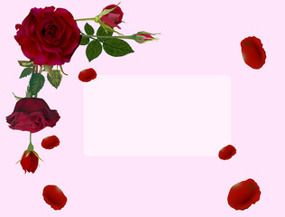 frame from dark red roses and petals