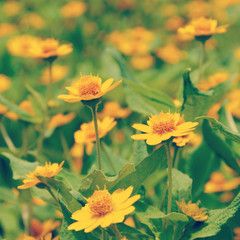 yellow flowers old retro vintage style