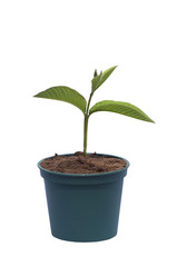 flowerpot and young plant