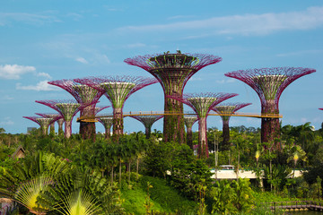 Iron Supertrees in Gardens by the Bay in Singapore