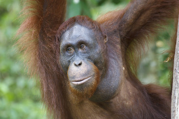 Orangutan