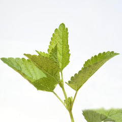 Zitronenmelisse; Melissa; officinalis; Lemon balm