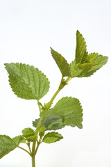 Zitronenmelisse; Melissa; officinalis; Lemon balm