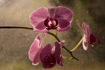 Macro shot of pretty violet orchid on the window