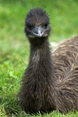 Junger Emu