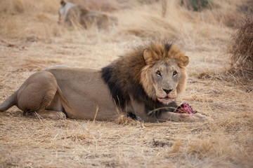 Leone maschio in Namibia