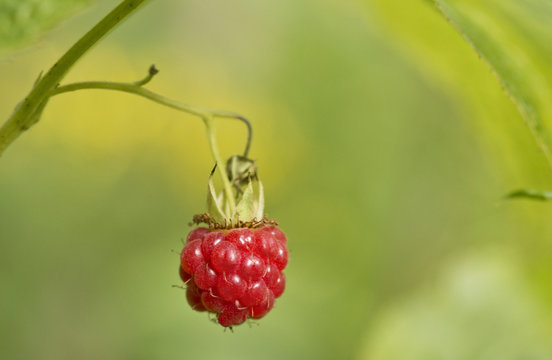 wild raspberry on the branch with green background