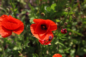 Fototapeta premium Beautiful red poppies in a field.