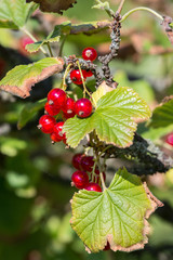 Red Currant