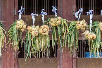 Onion Harvest