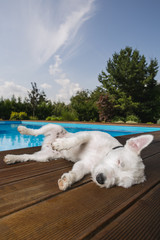 Hund liegt bei Swimming Pool