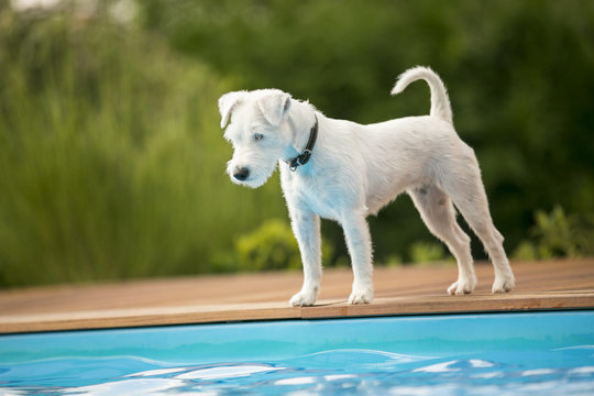 Hund Pool Images – Browse 5,652 Stock Photos, Vectors, and Video | Adobe  Stock
