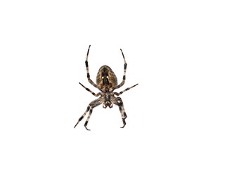 cross spider