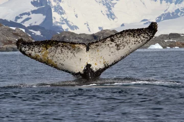 Wandaufkleber humpback whale which dives into the Antarctic waters with a rais © Tarpan
