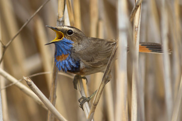 male Bluethroat red star-shaped singing on a branch cane