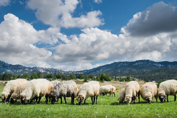 Fototapeta premium Flock of sheep