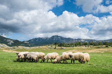 Fototapeta premium Flock of sheep