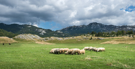 Fototapeta premium Flock of sheep